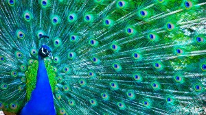 Beautiful peacock