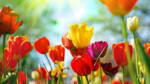 Beautiful tulips