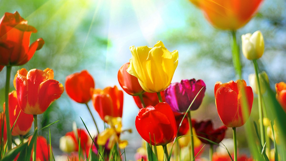 Bloom Where You’re Planted