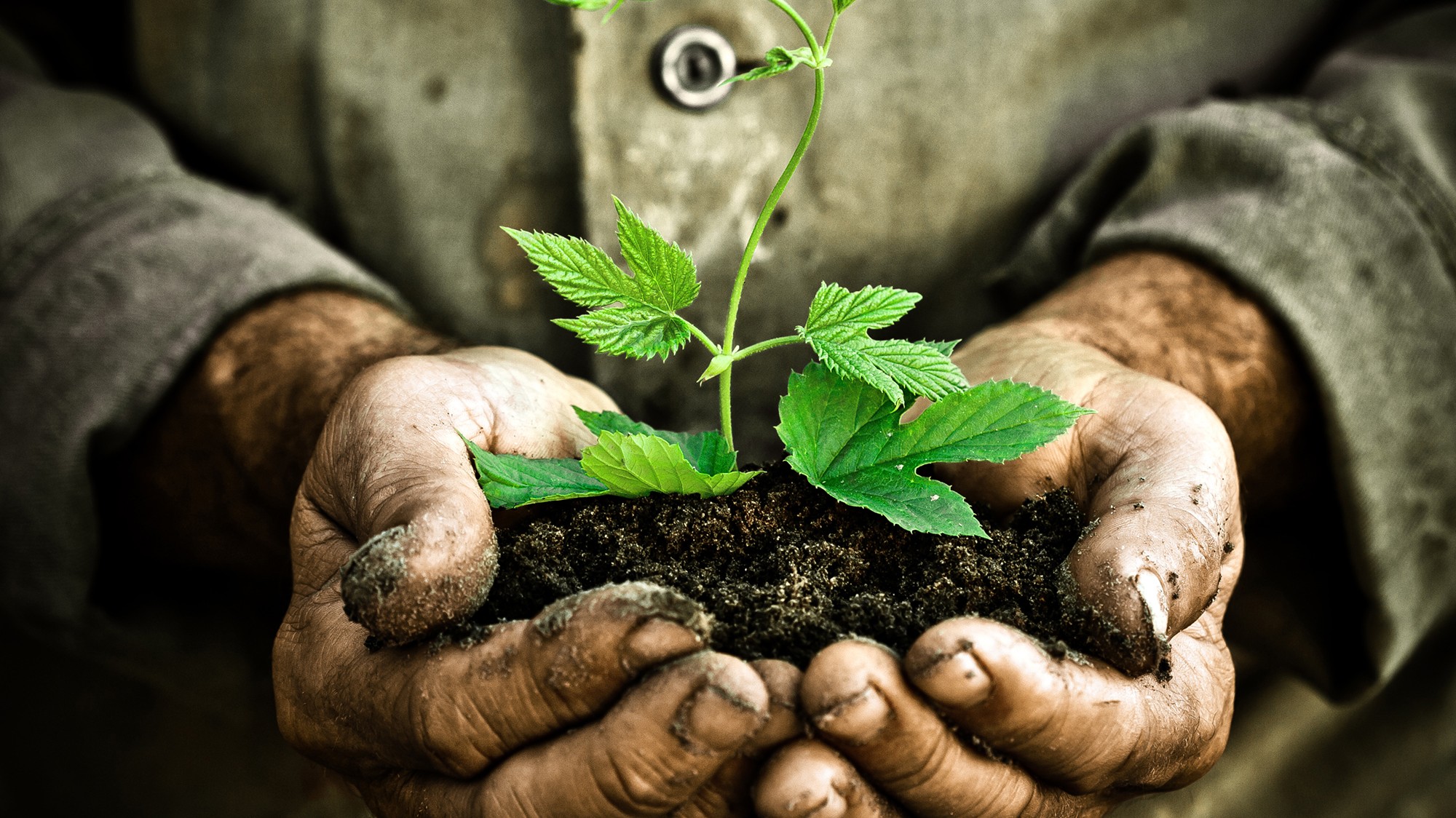 How To Help Your Ideas Grow To Make An Impact
